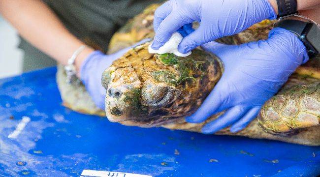 Körfez’deki yaralı Caretta caretta kurtarıldı