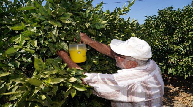 Karaburun’da narenciye kalitesi artıyor 