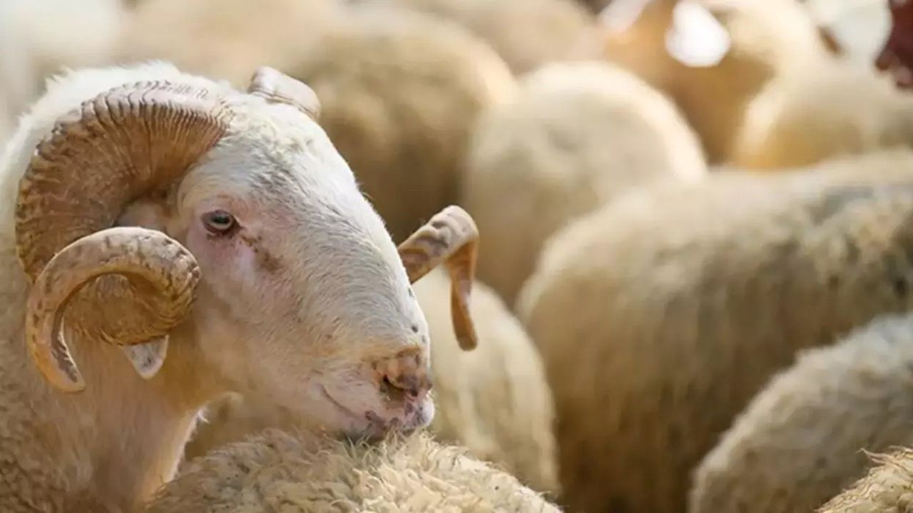 Tansiyon Hastaları Kurban Bayramı’nda Dikkat