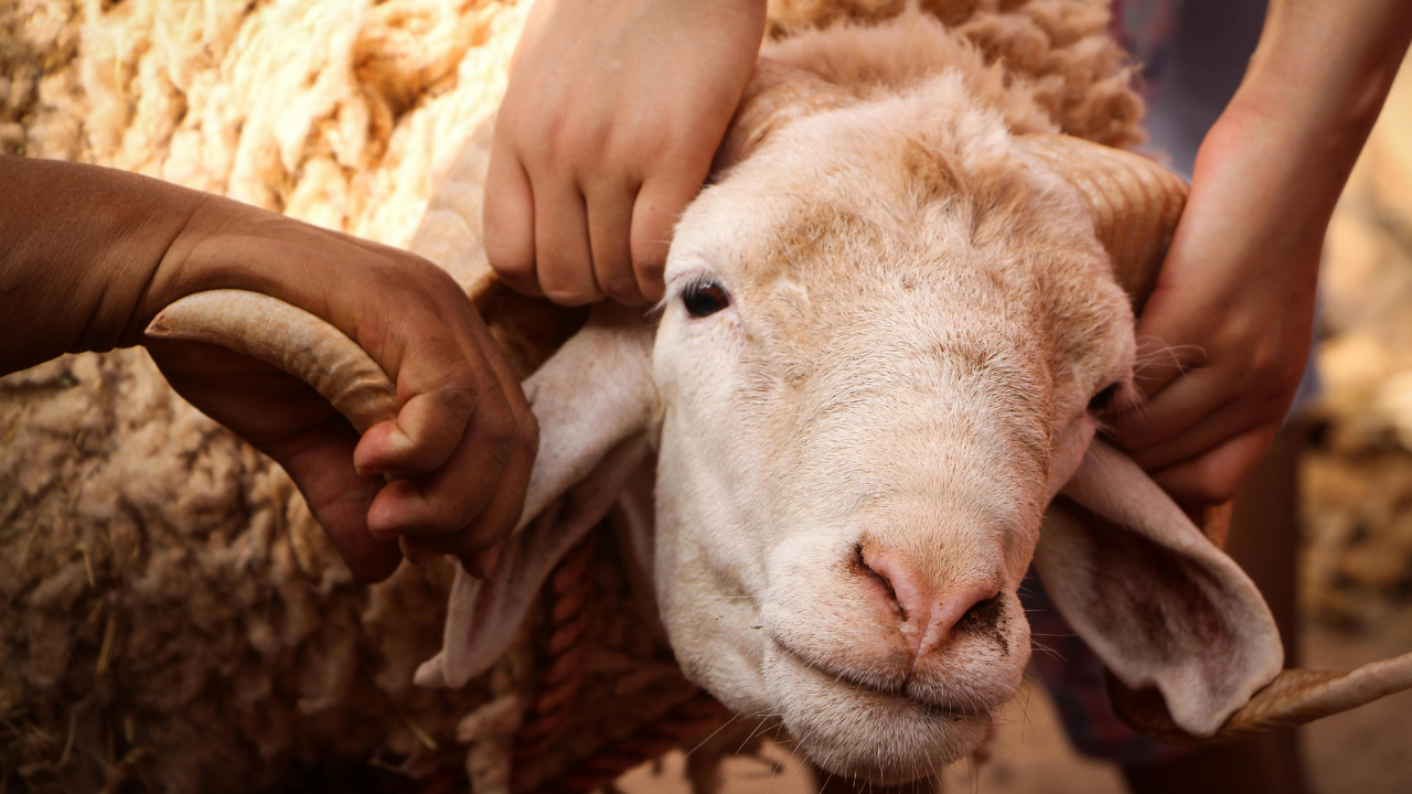 Kurban Keserken Bayramınızı Kurban Etmeyin