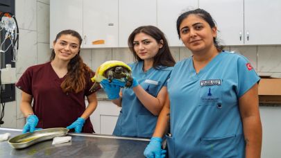 İzmir’de yangından kurtarılan kaplumbağanın tedavisi sürüyor