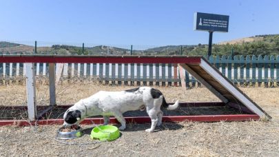 İzBB can dostlar için mama üretiyor