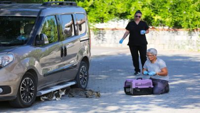 Narlıdere Belediyesi'nden minik dostlar için seferberlik