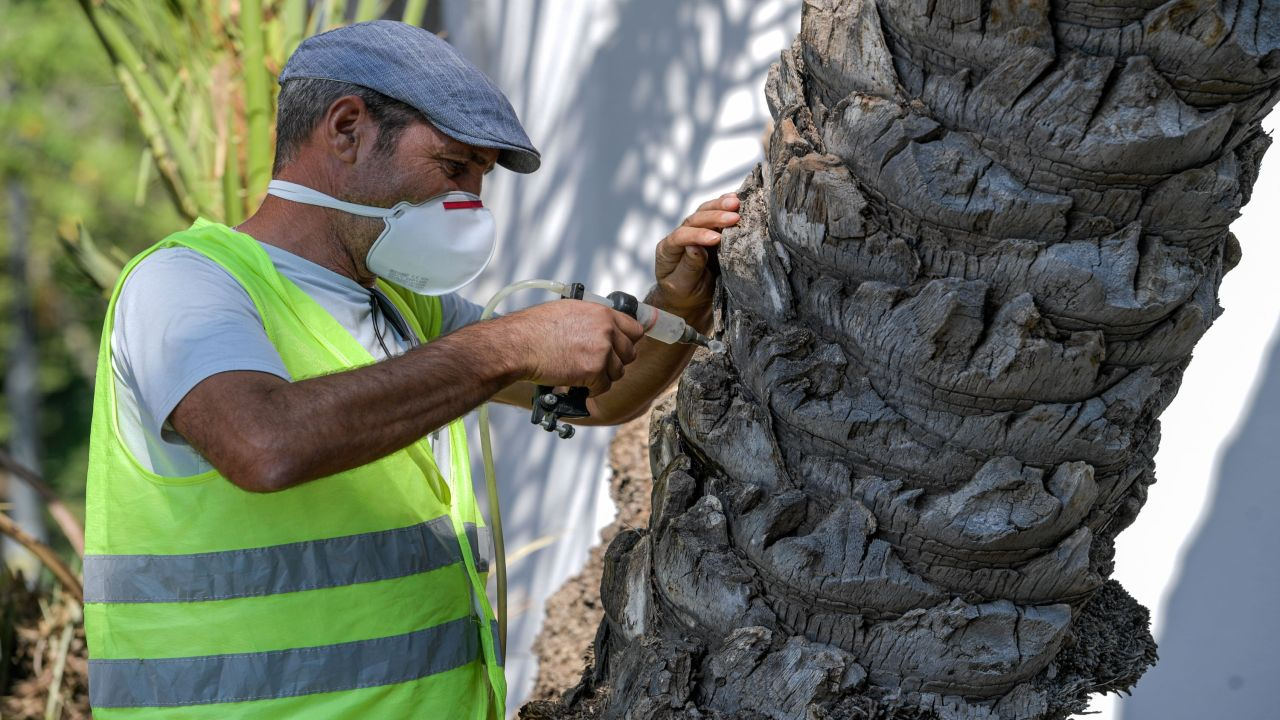Palmiye ağaçlarına yapay zeka desteği ile koruma