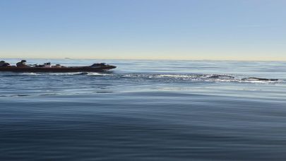 İzmirli Tuna’dan bir tarihi başarı daha