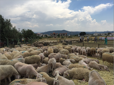 Sürüsüne bereket!