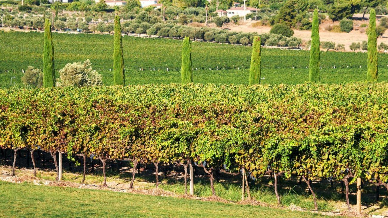 İzmir bağcılık mirasını koruyan Iter Vitis Rotası’na katıldı