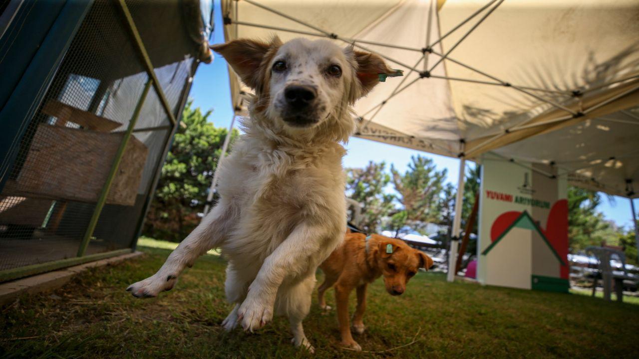Karşıyaka’da can dostlar için 25 ton mama toplandı