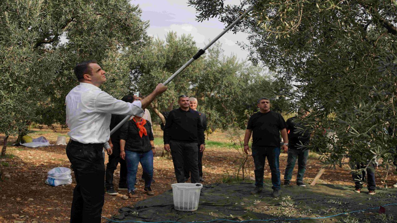 Çağatay Güç: “CHP İktidarımızda Zeytincilik Hak Ettiği Değeri Görecek”