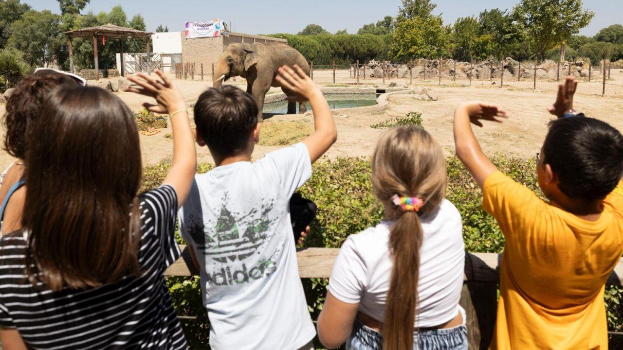 İzmir Doğal Yaşam Parkı’nın fillerine hayat kurtaran ayak bakımı