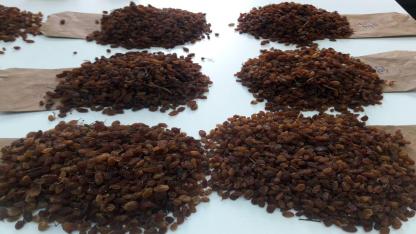 Türkiye, Kuru Üzüm İhracatında Liderliğe Yürüyor