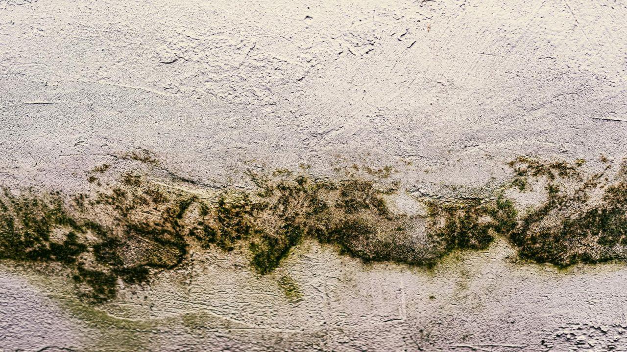 DEÜ’lü Alpaydın Uyardı: Rutubet Sağlığı Tehdit Ediyor