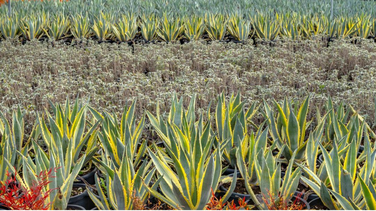 İzmir’in renkleri Büyükşehir fidanlıklarında filizleniyor