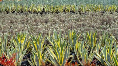 İzmir’in renkleri Büyükşehir fidanlıklarında filizleniyor