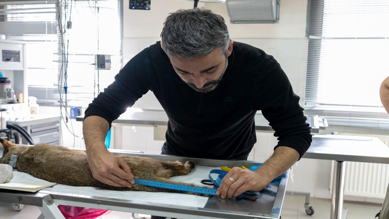 Ağır yaralı bulundu, sağlıklı şekilde doğaya salındı