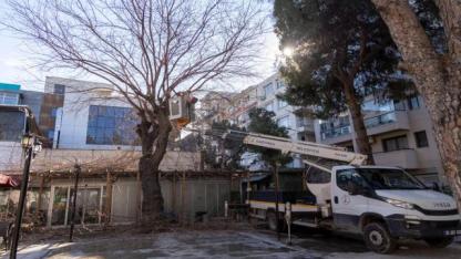 Karşıyaka’da budama seferberliği: Ağaçlar bahara hazırlanıyor